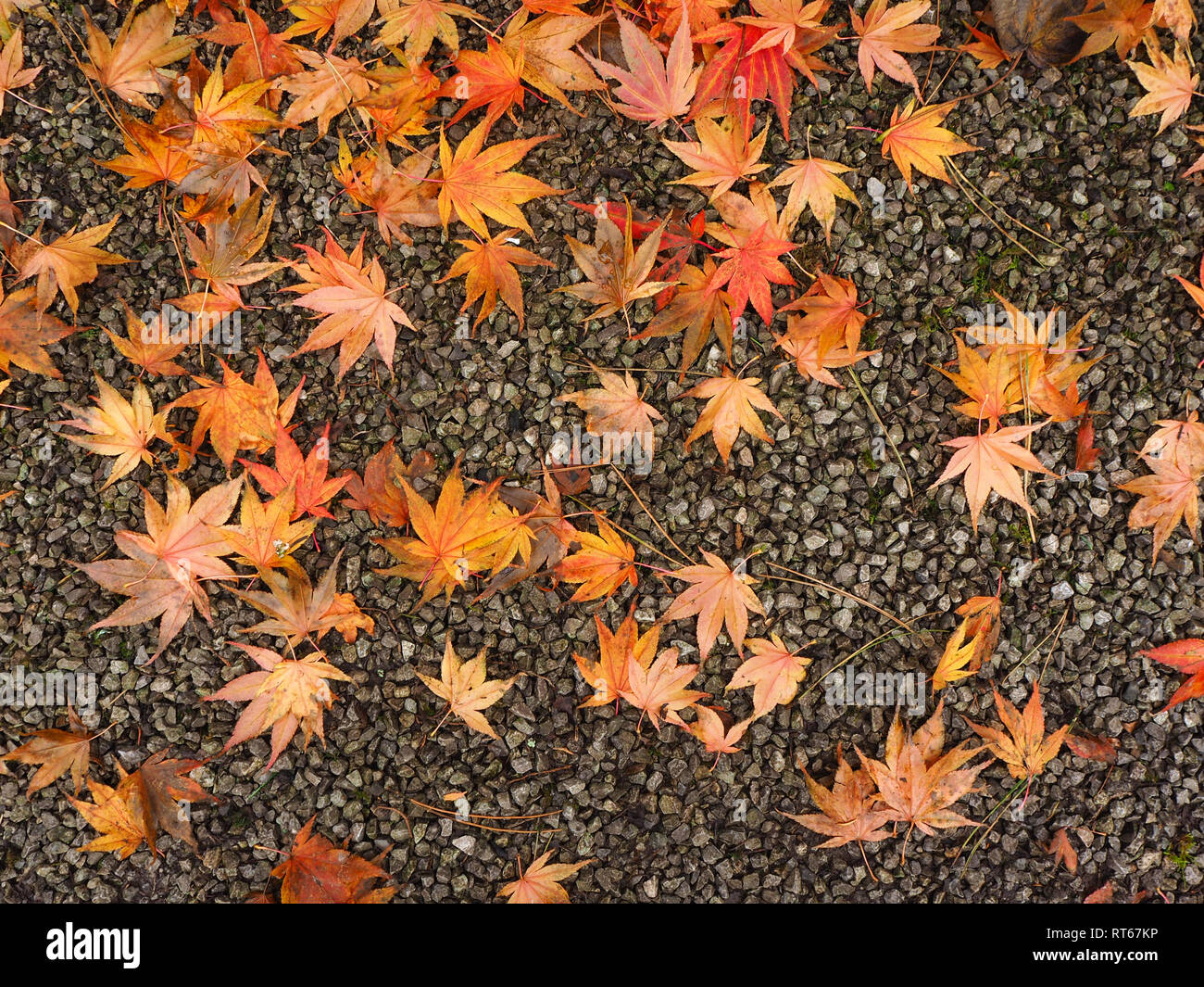 À partir de feuilles d'or tombé un érable allongé sur un sentier de gravier à l'automne Banque D'Images