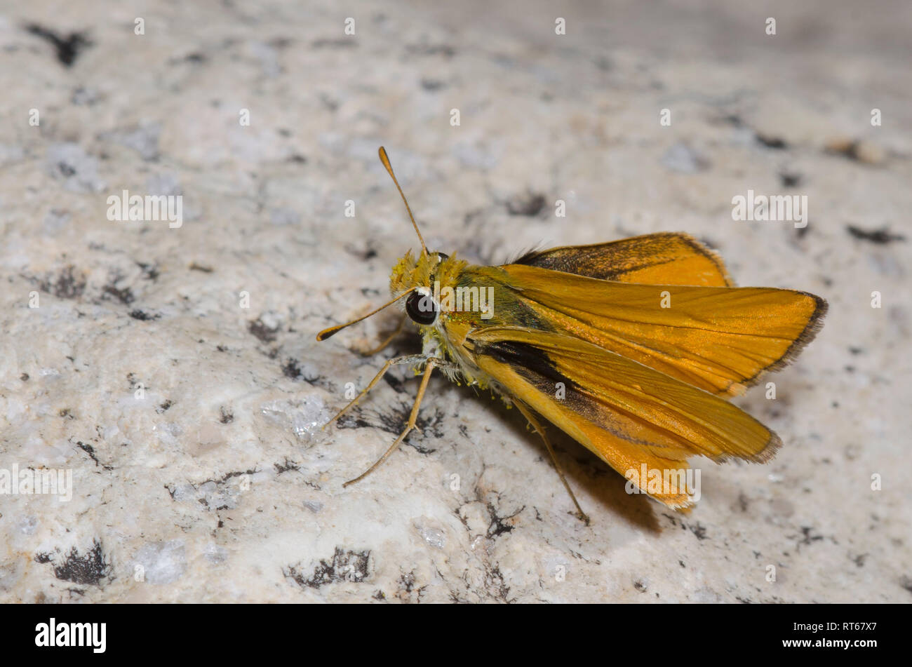 Skipperling orange, Oarisma aurantiaca Banque D'Images