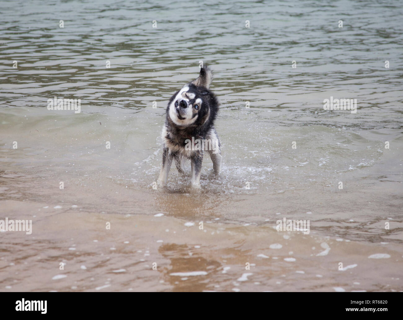 Husky de Sibérie bénéficiant d'être dans la mer calme sur une plage à Salcombe, Devon, Angleterre dans l'été. Banque D'Images