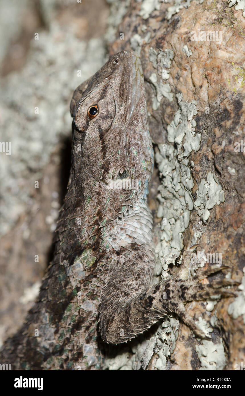 Clark, lézard épineux Sceloporus clarkii Banque D'Images