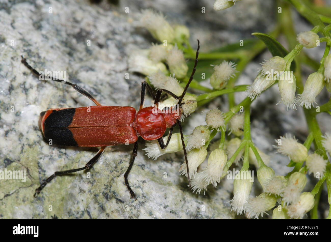 Soldat Beetle, Chauliognathus lecontei, se nourrissant d'infiltrer-willow, Baccharis salicifolia Banque D'Images