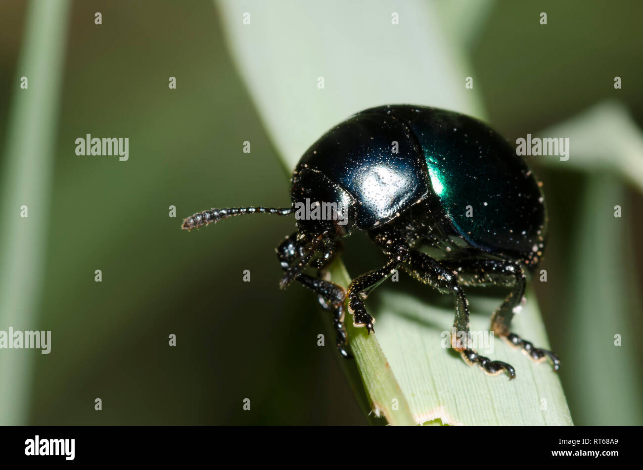Leaf beetle Leptinotarsa, haldemani Banque D'Images