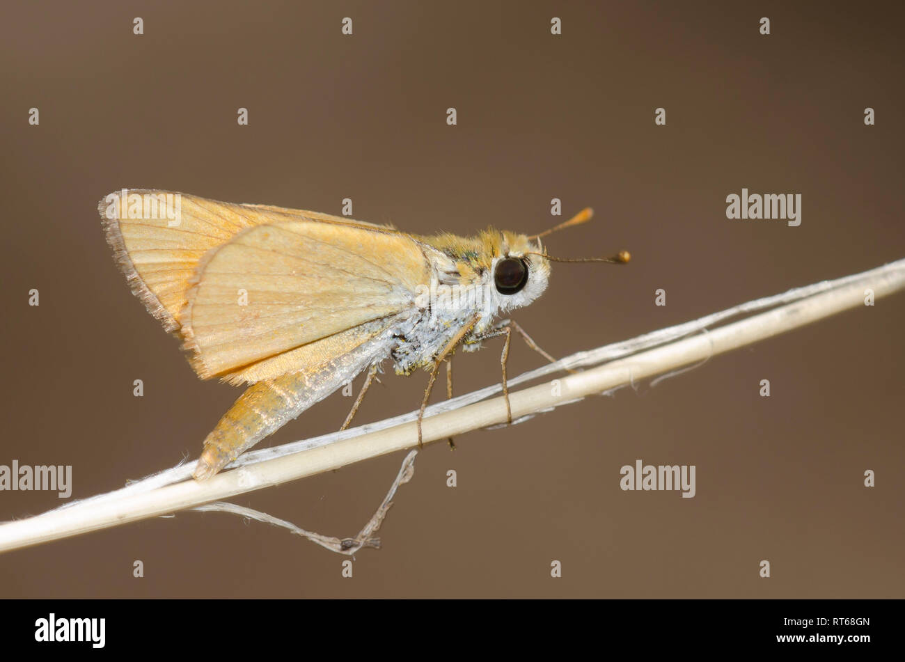 Skipperling orange, Oarisma aurantiaca Banque D'Images