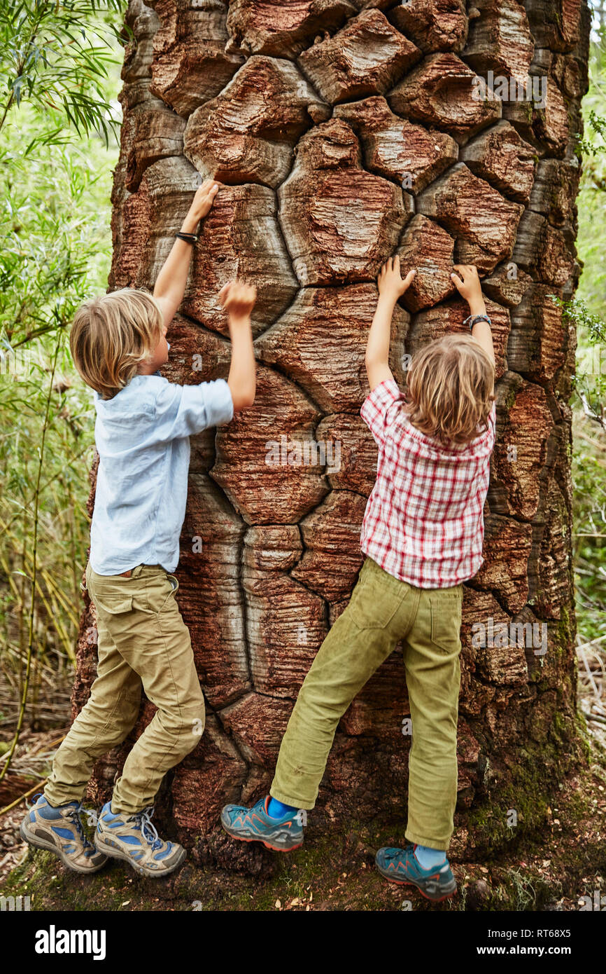 Le Chili, le Parc National Nahuelbuta, Puren, deux garçons escalade à un vieil arbre Araucaria Banque D'Images