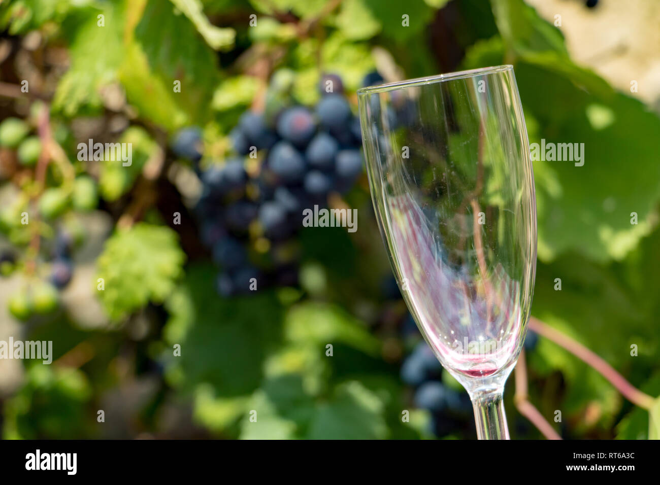 Le verre de vin vide sur un fond bleu raisin sur un vignoble. Banque D'Images