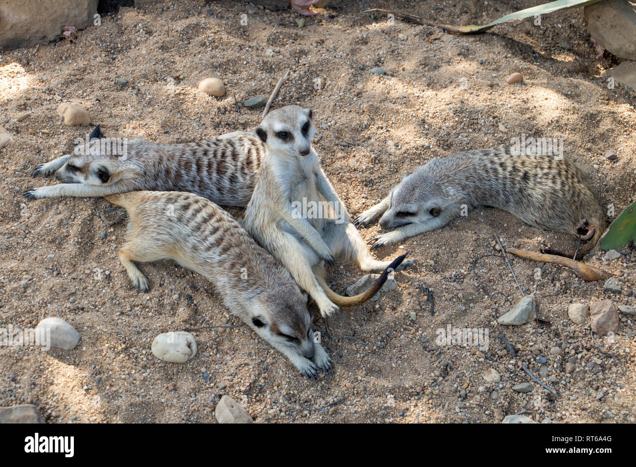 Une famille de Meerkat également connu sous le nom de Suricate (Suricata suricatta) vous détendre sur le sable. Banque D'Images
