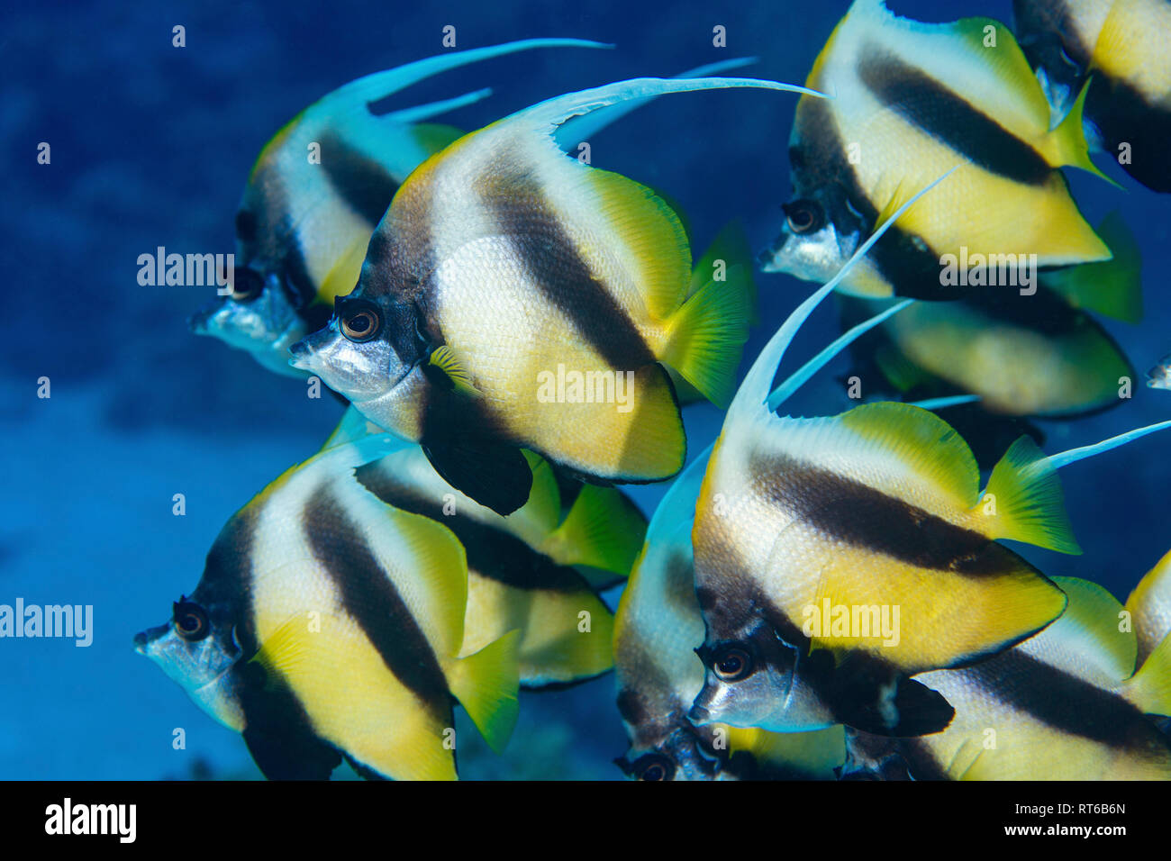 L'École de bannerfish, Mer Rouge, Egypte. Banque D'Images