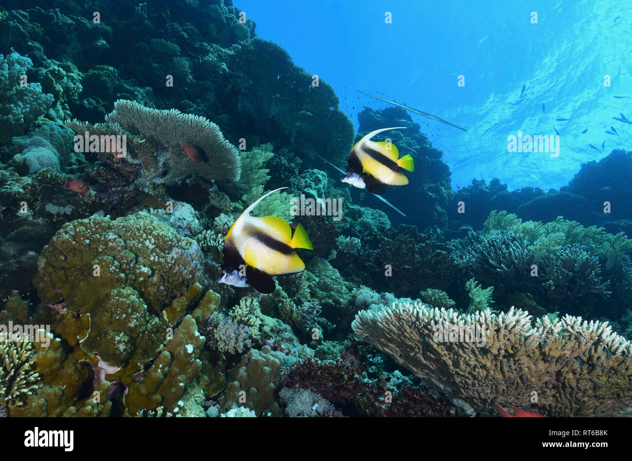 Bannerfish, Mer Rouge, Egypte. Banque D'Images