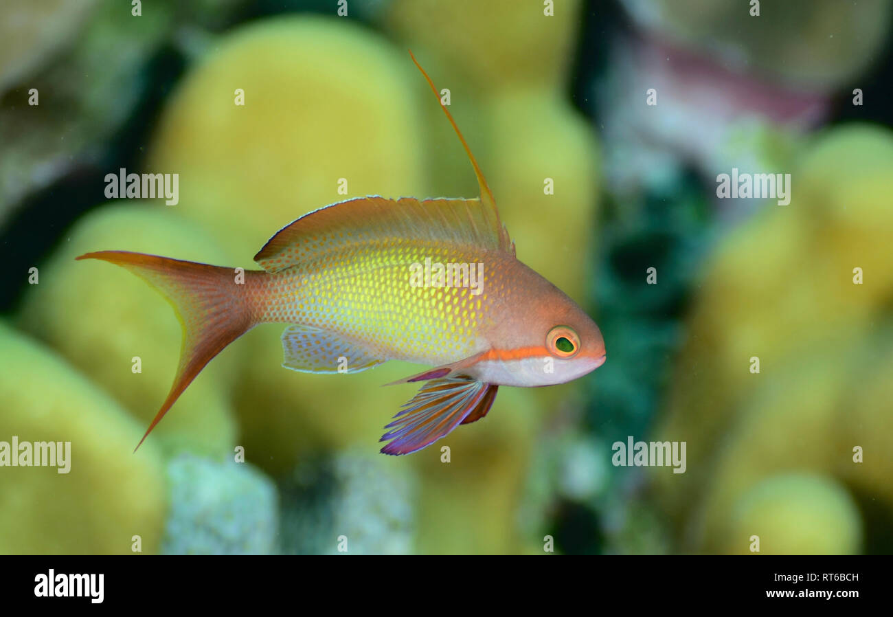 Anthias poisson, Mer Rouge, Egypte. Banque D'Images