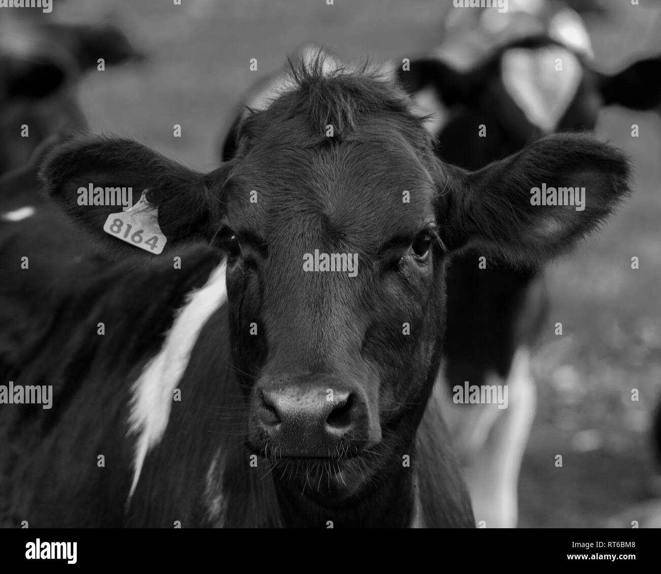 Portrait noir et blanc d'une belle jeune vache dans les Midlands du Natal, Afrique du Sud. Banque D'Images