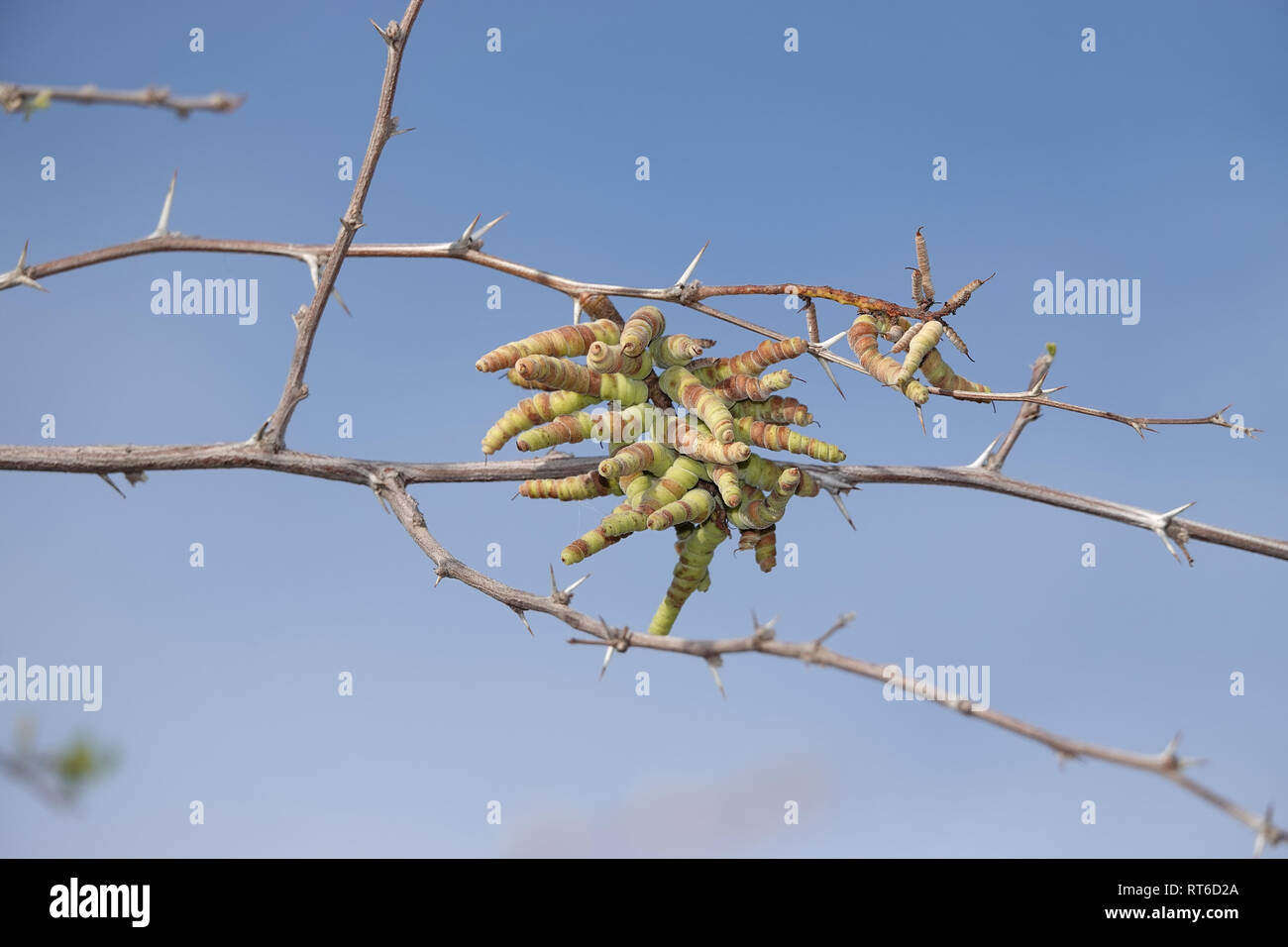 Gousses de Prosopis pubescens, communément appelé screwbean mesquite, en décembre n'est l'Arizona, USA Banque D'Images