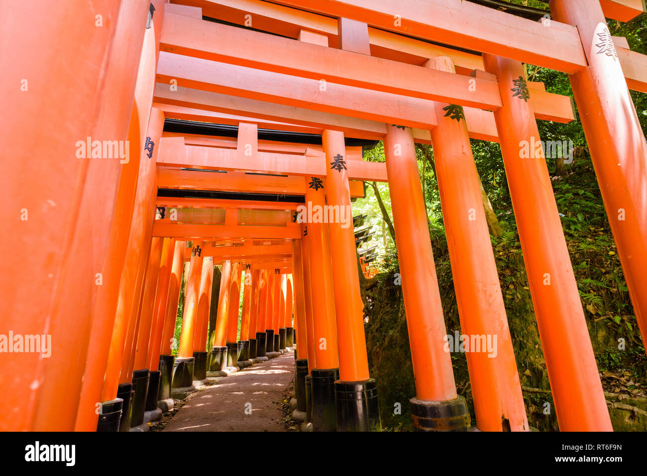 Sanctuaire Shinto Torii gates à Fushimi Inari-taisha, Kyoto, Japon. Fushimi Inari-taisha sur le mont Inari est le chef et le plus célèbre sanctuaire d'Inari avec aro Banque D'Images