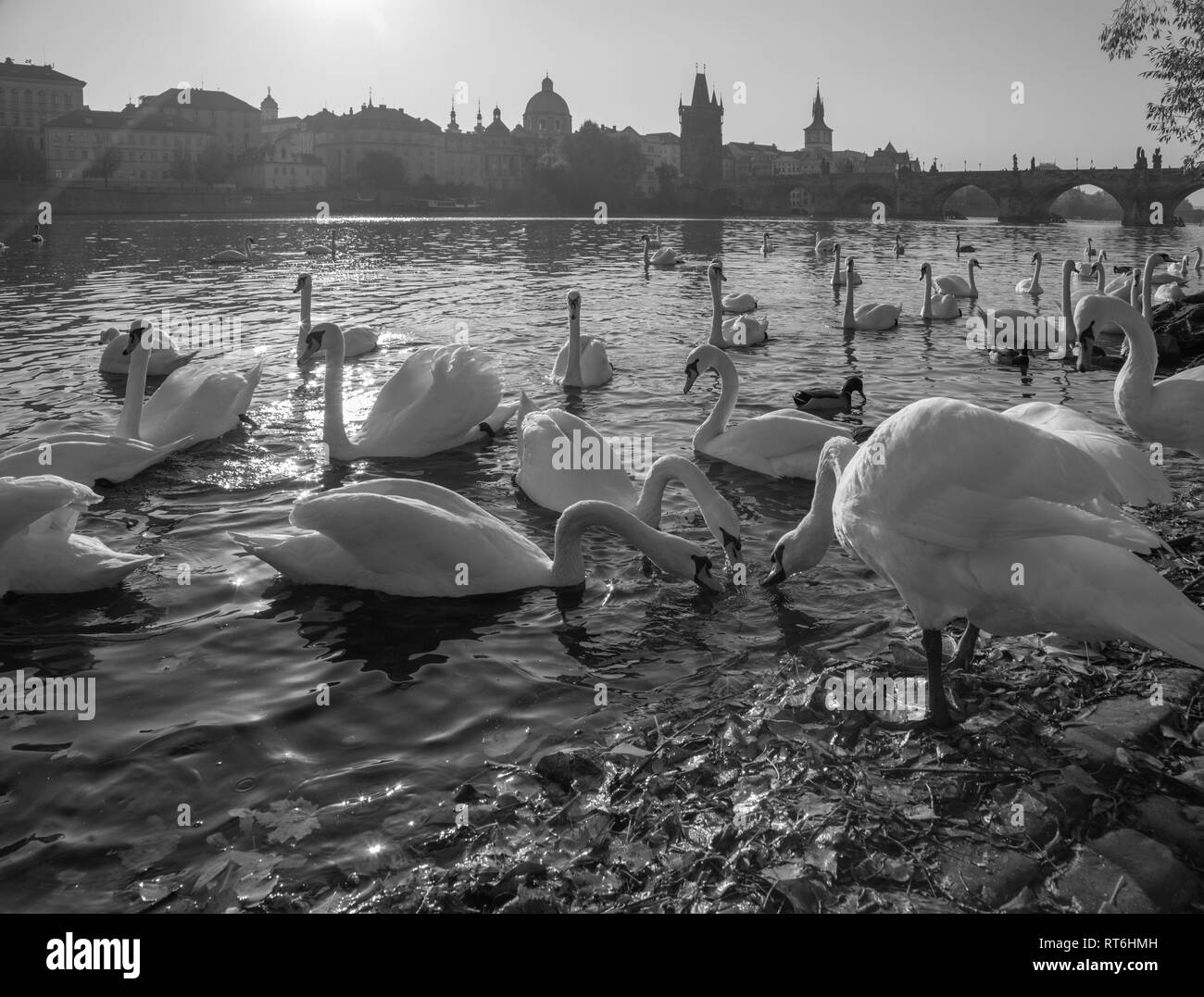 Prague - Le pont Charles et les cygnes sur la rivière Vltava. Banque D'Images