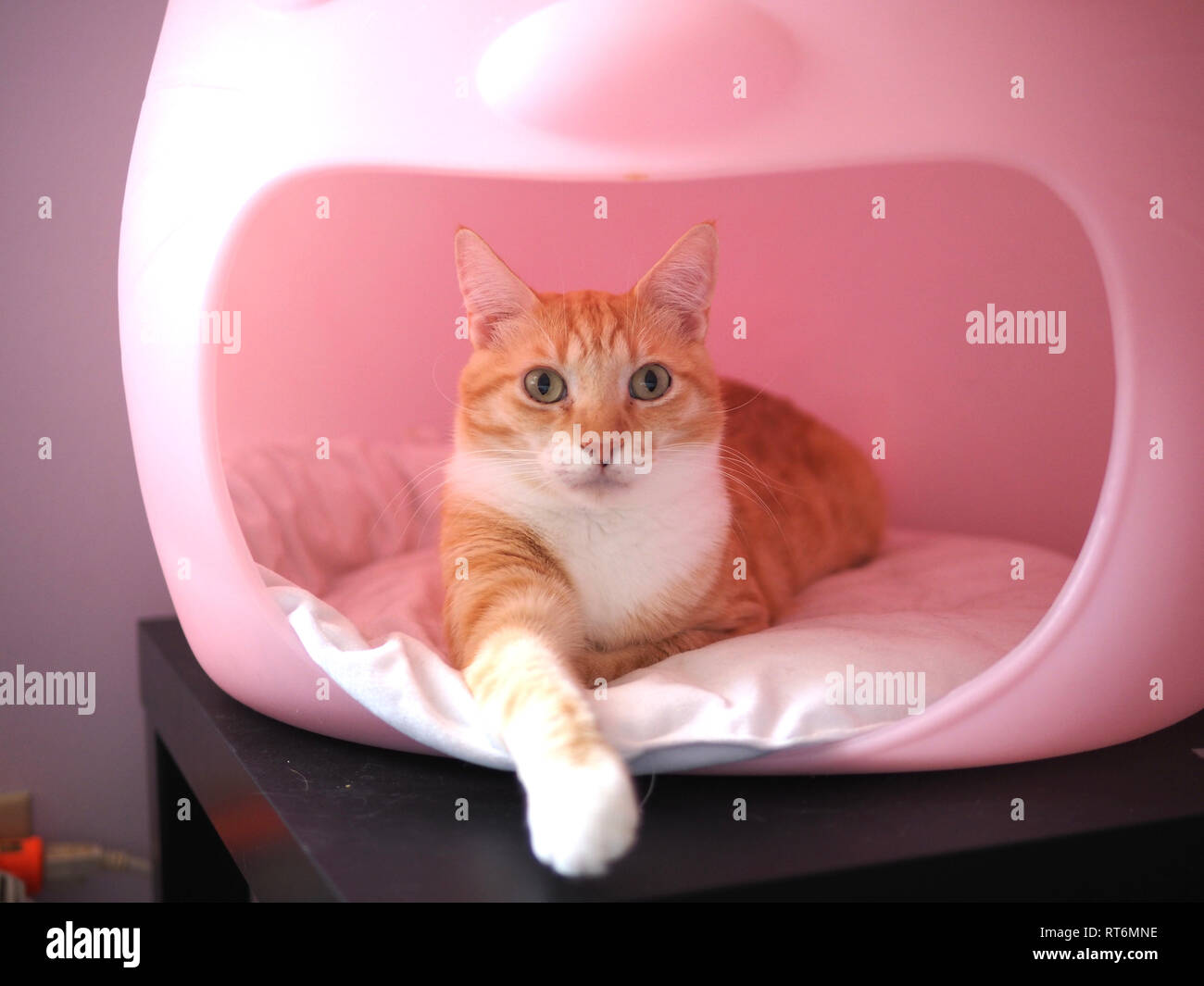 Mika le tabby orange Banque D'Images