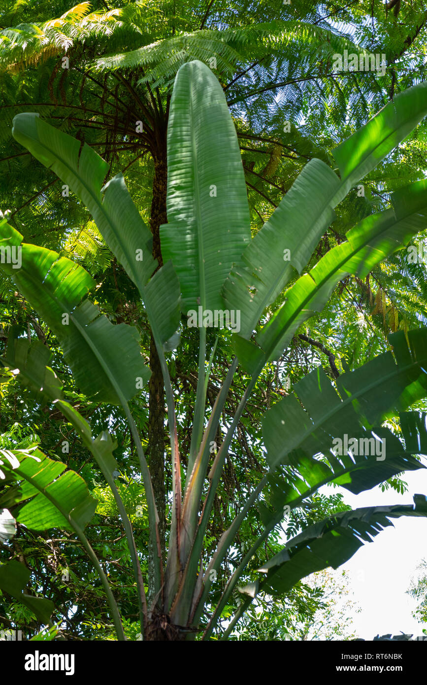 Strelitzia nicolai une grande dans le National Botanical Gardens, Midlands du Natal, Afrique du Sud. Banque D'Images