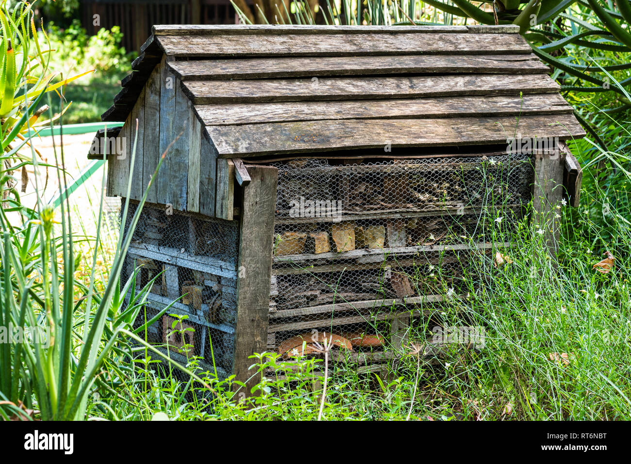 Un insecte dans l'hôtel National Botanical Gardens, Midlands du Natal, Afrique du Sud. Banque D'Images