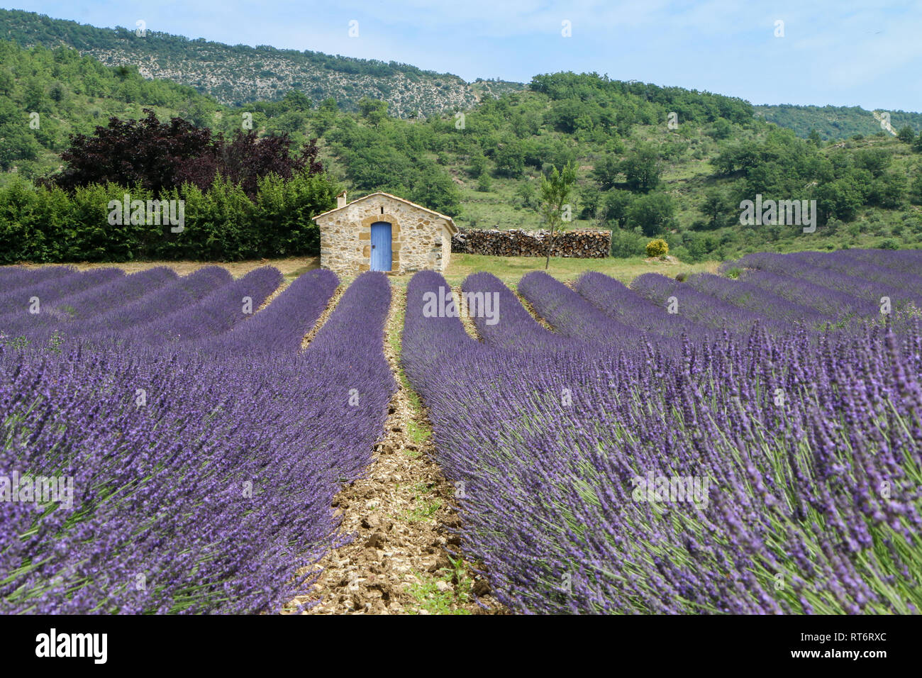 Une photo de la belle domaine de Provance au cours de l'été et plein de lavande en fleur. Banque D'Images