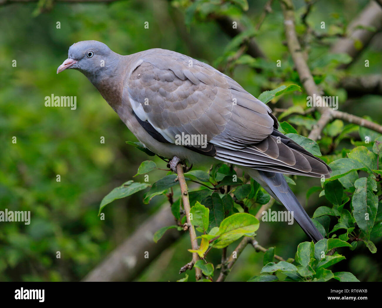 Pigeon ramier columba (juvénile) palambus Banque D'Images
