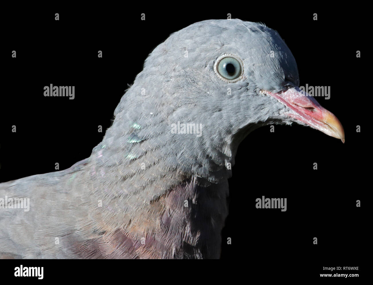 Pigeon ramier columba (juvénile) palambus Banque D'Images