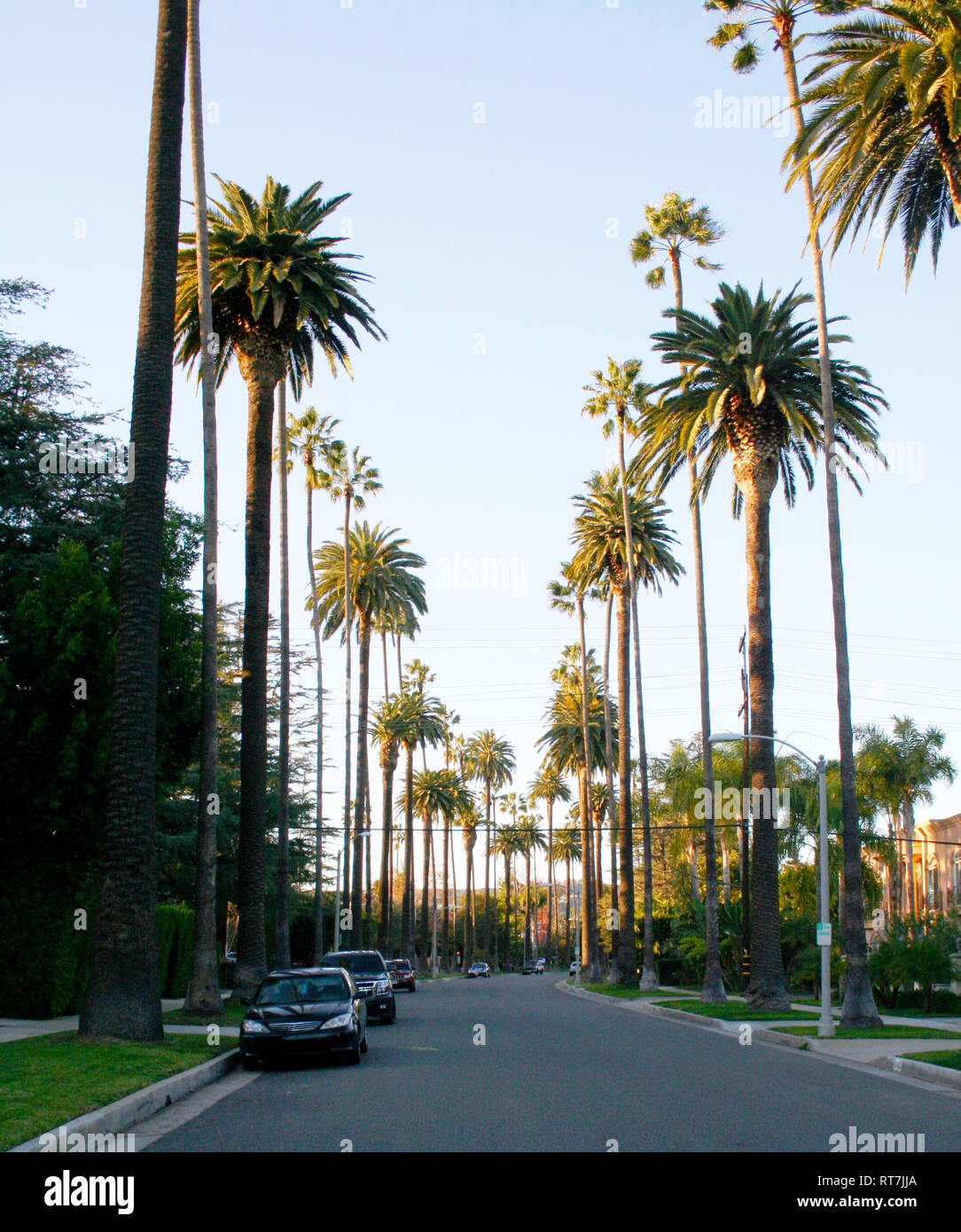 Palmiers à Beverly Hills, Californie Banque D'Images