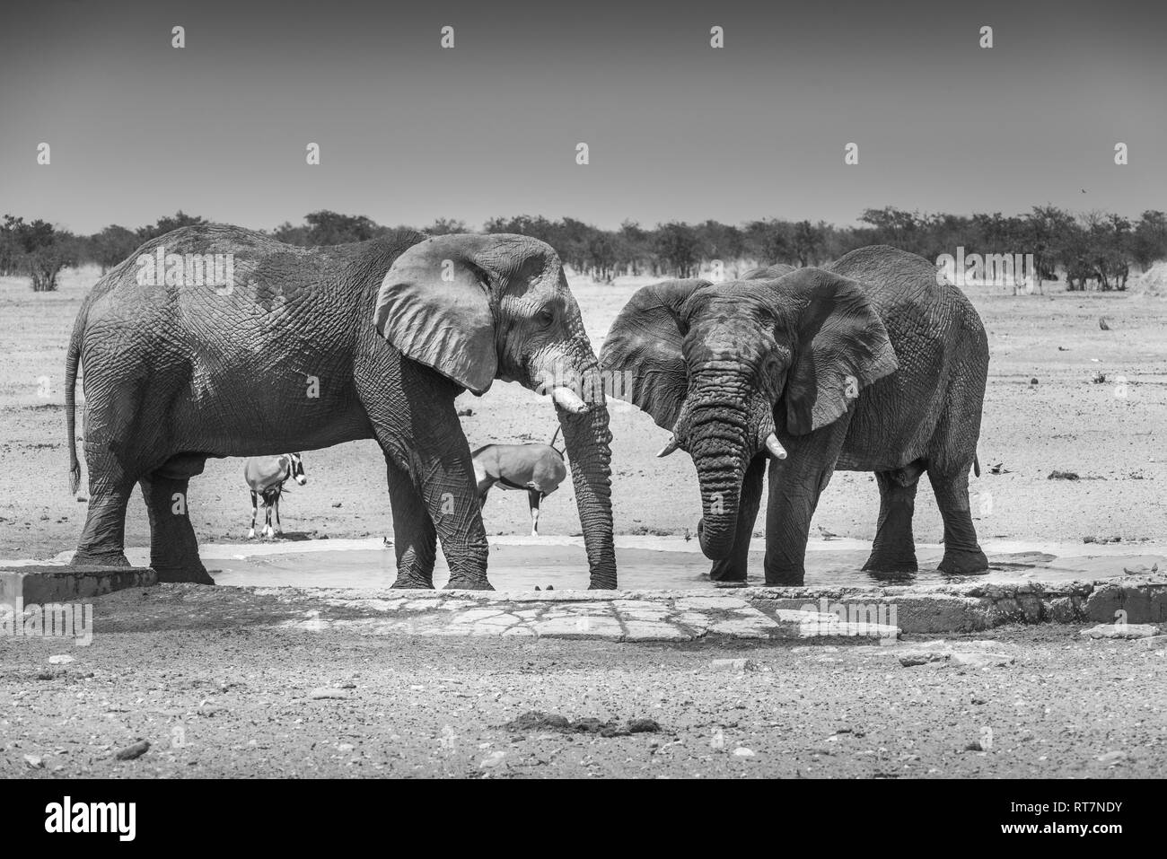 Deux gros éléphants de l'eau potable à bull trou dans Etosha, Namibie, noir et blanc Banque D'Images