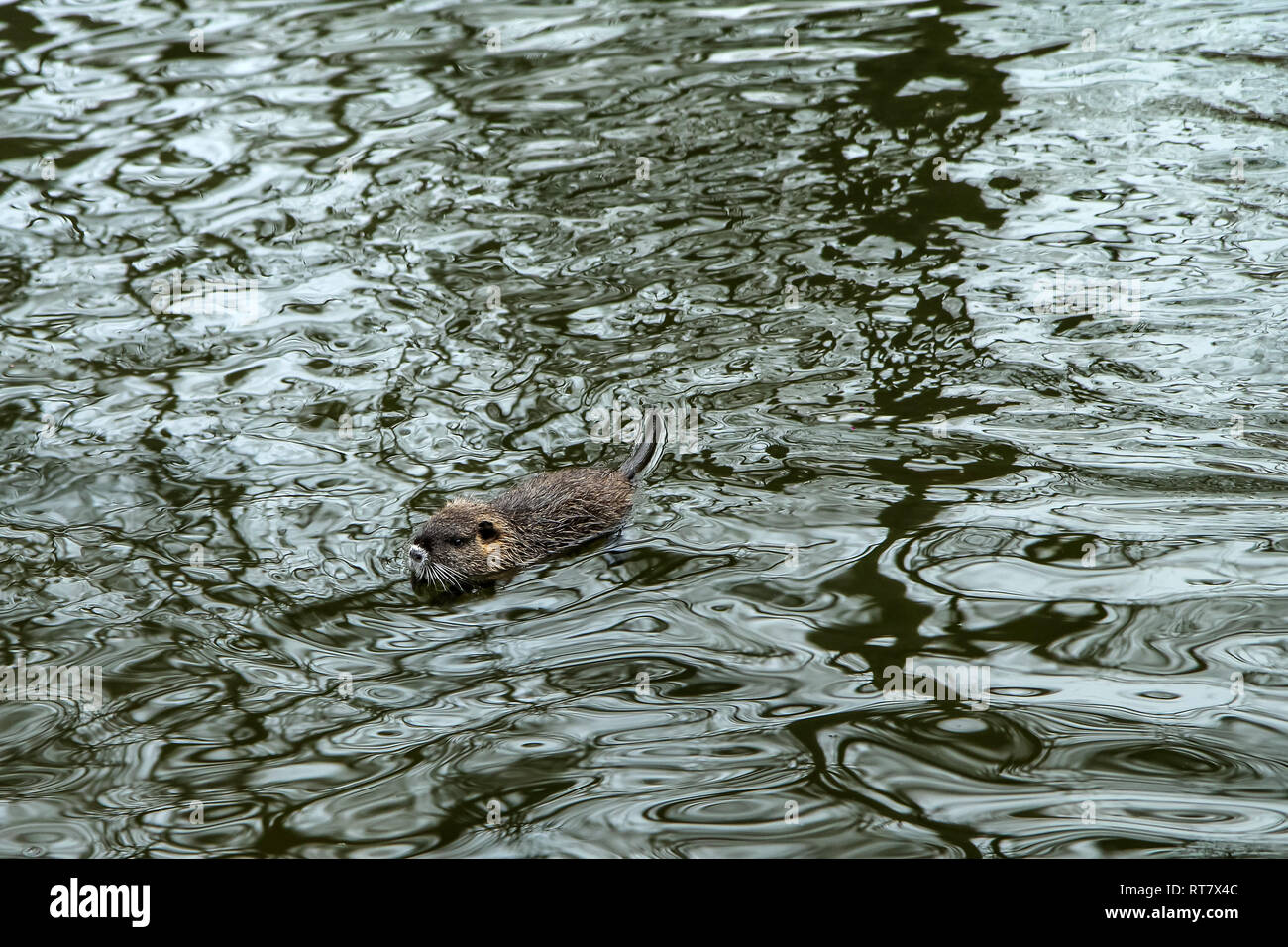 Une photo de l'coypus à Prague en République tchèque. Ils vivent dans l'eau dans la ville et ils sont un problème pour l'écosystème. Banque D'Images