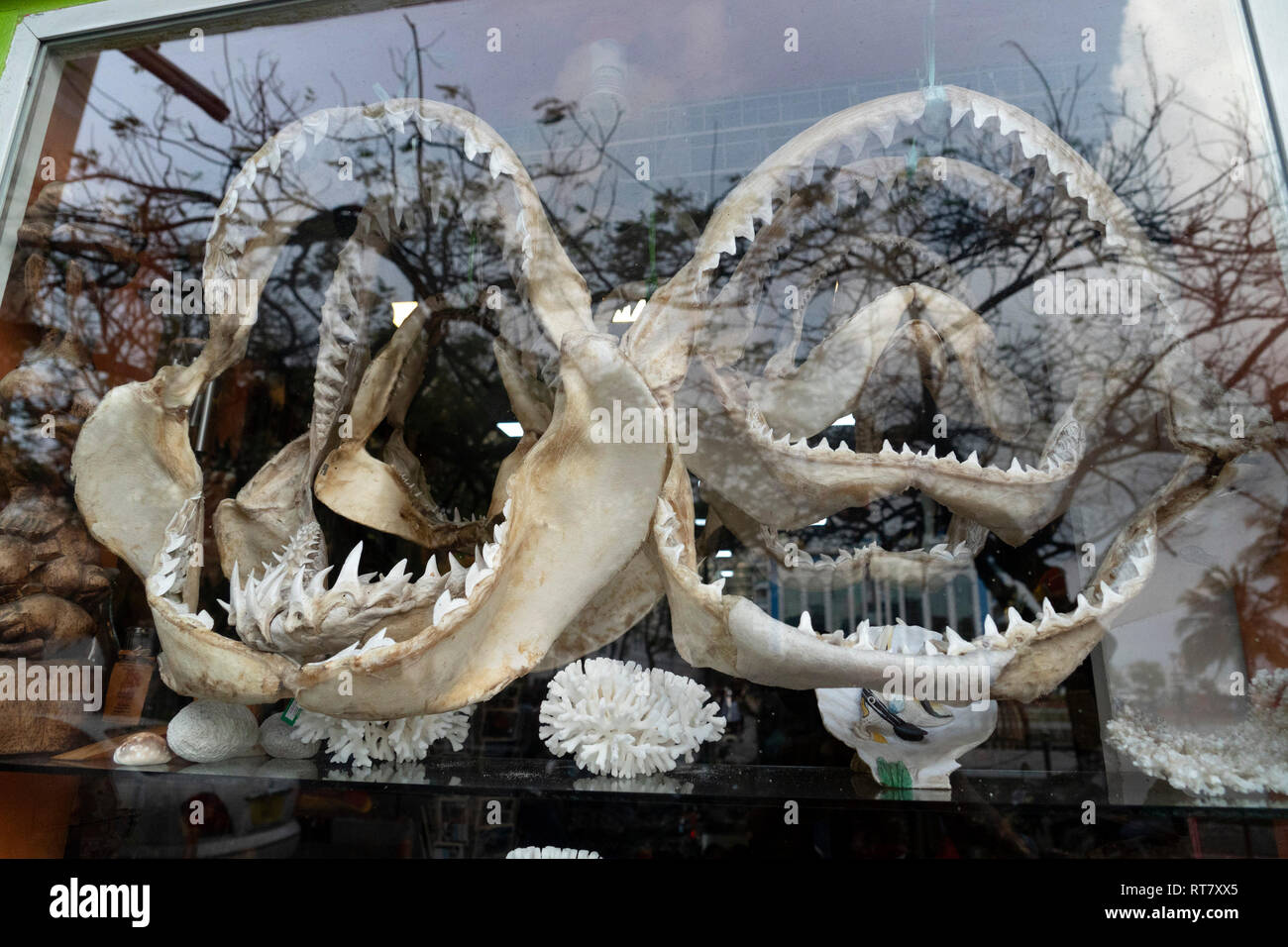 Mâchoires de requins à vendre au marché de fabrication Banque D'Images