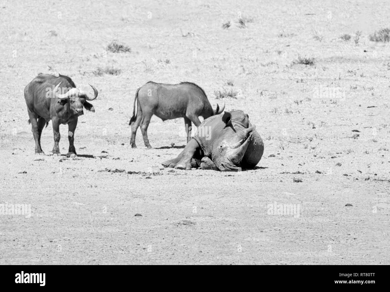 White Rhino et Buffalo dans le sud de la savane africaine Banque D'Images