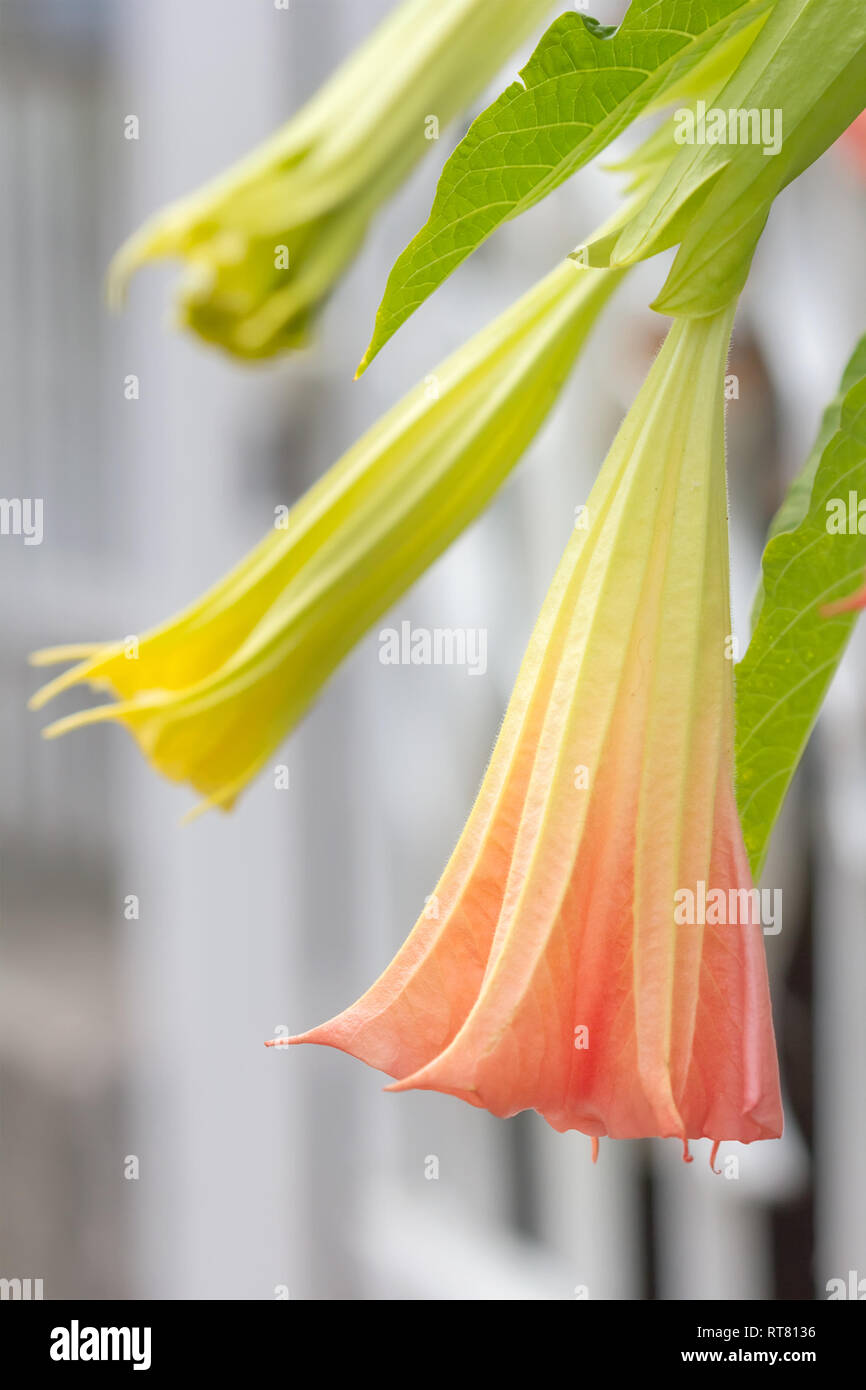 Close-up de fleurs jaune et rose de trompette de l'ange. Banque D'Images