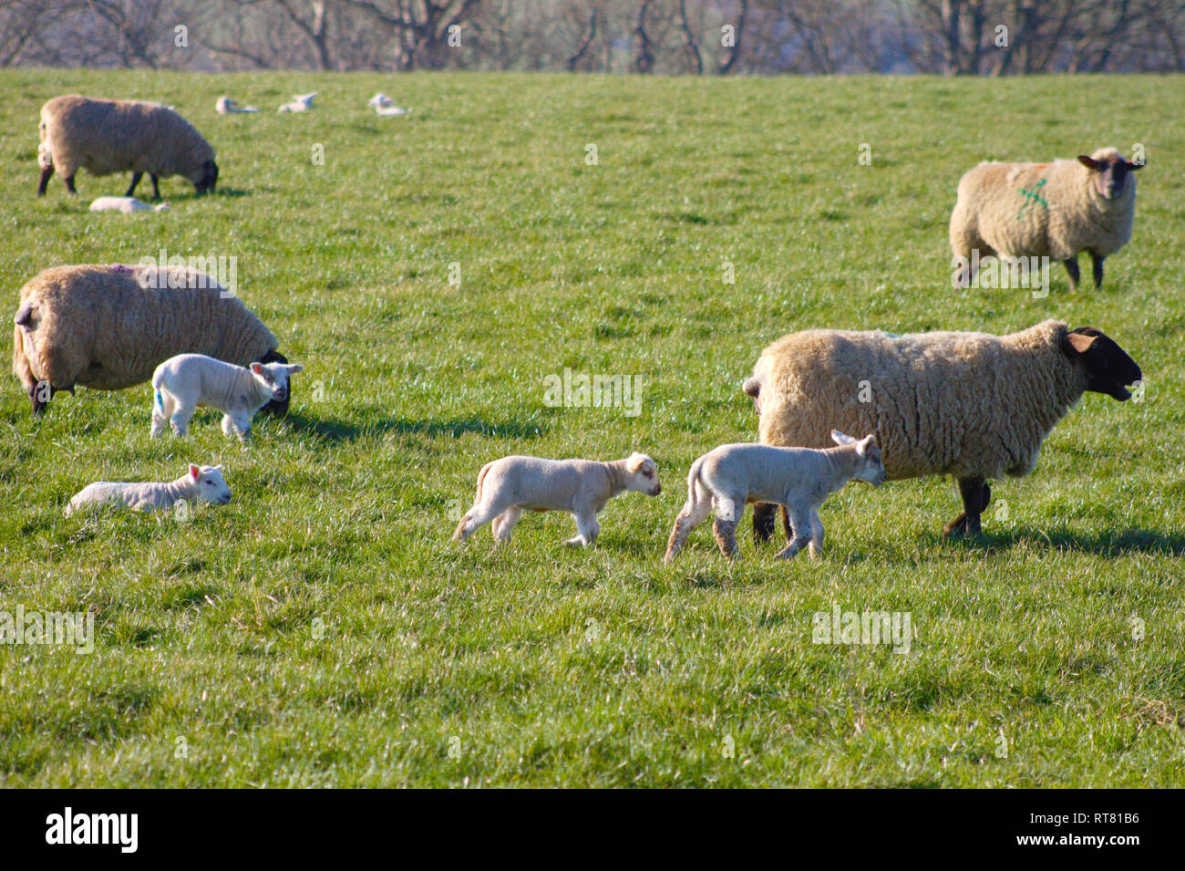 Troupeau de moutons dans la Cuckmere valley pendant la saison d'agnelage. Mère brebis avec leurs agneaux. Banque D'Images