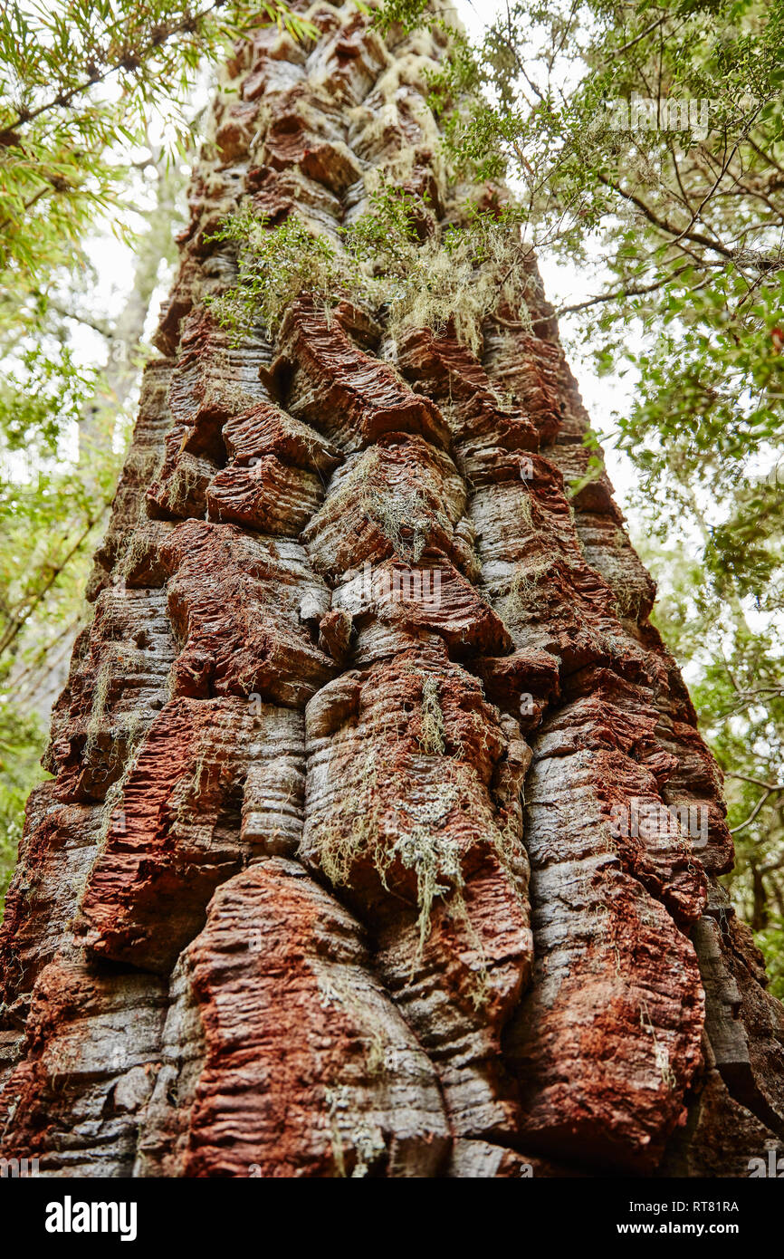 Le Chili, Los Sauces, le Parc National Nahuelbuta, Alercen tree Banque D'Images