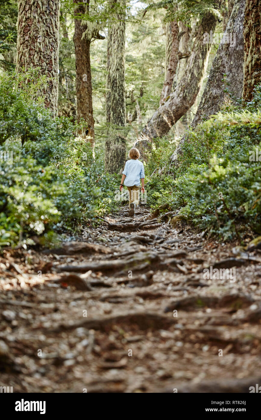Le Chili, le Parc National Nahuelbuta, Puren, boy walking on path through forest Banque D'Images