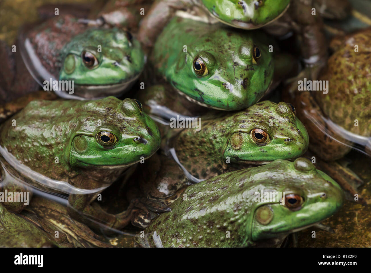 Armée de grenouilles se reposant dans un étang sur un rivage Banque D'Images