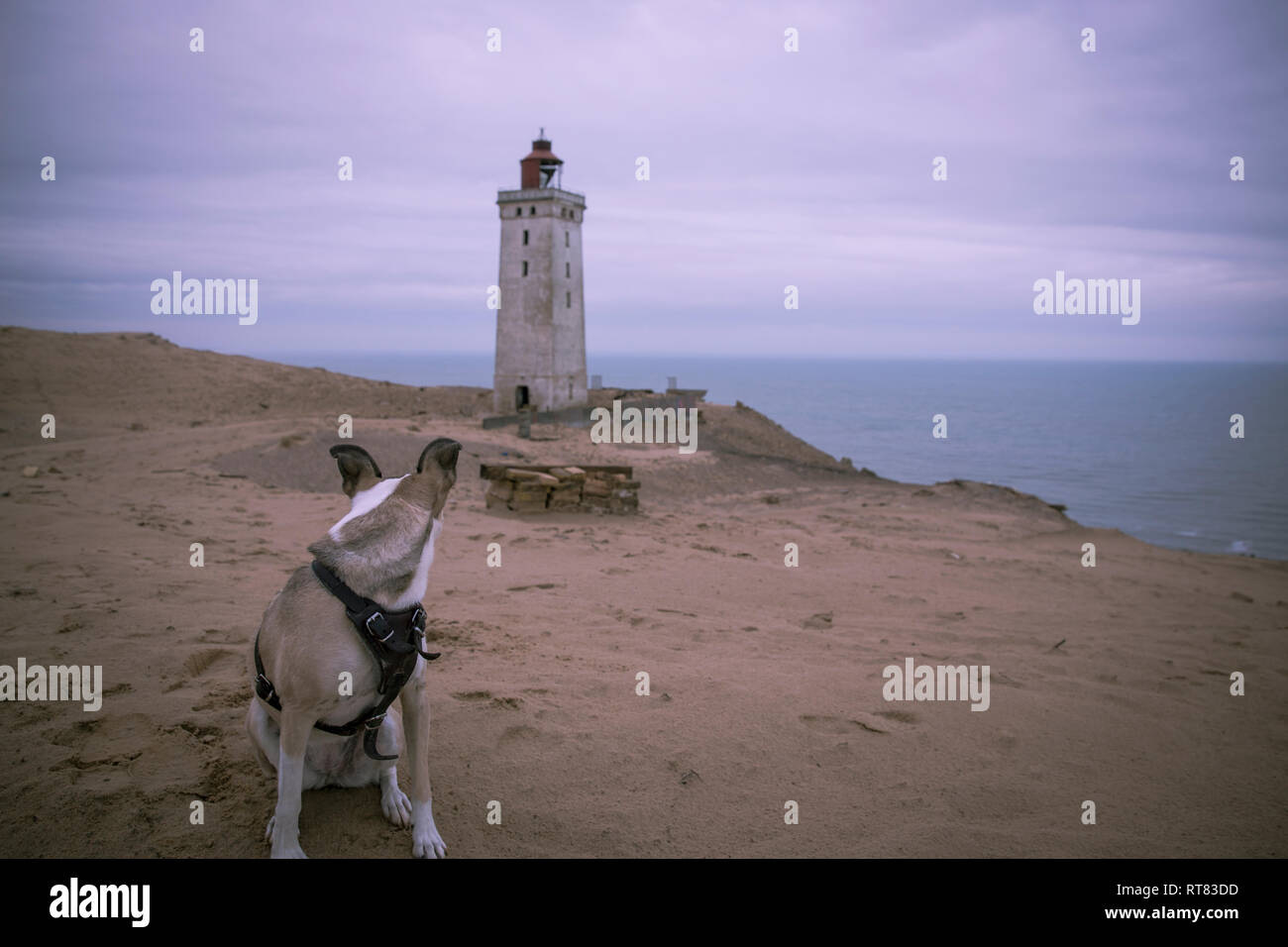 Le Danemark, le Nord du Jutland, chien regardant Rubjerg Knude Phare à heure bleue Banque D'Images