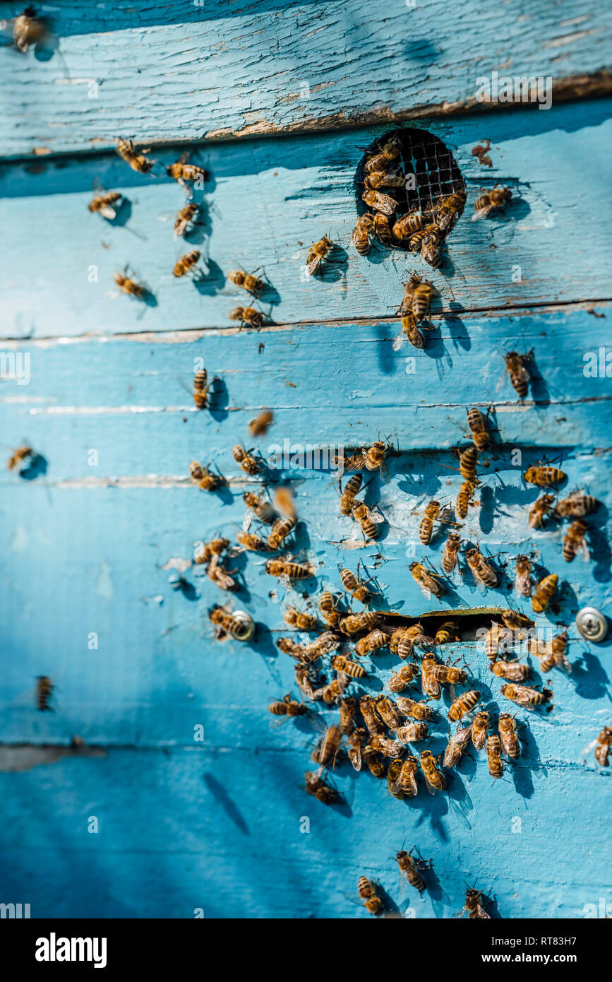 Ruche et abeilles à miel Banque D'Images