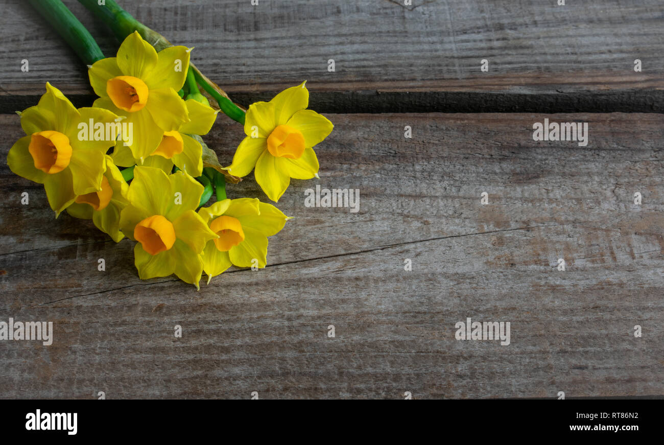 Les jonquilles couché contre une planche de bois. Concept de printemps. Prix pour le texte. Banque D'Images