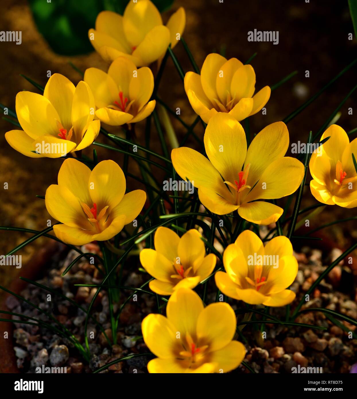 Crocus chrysanthus E.P.Bowles en fleur Banque D'Images