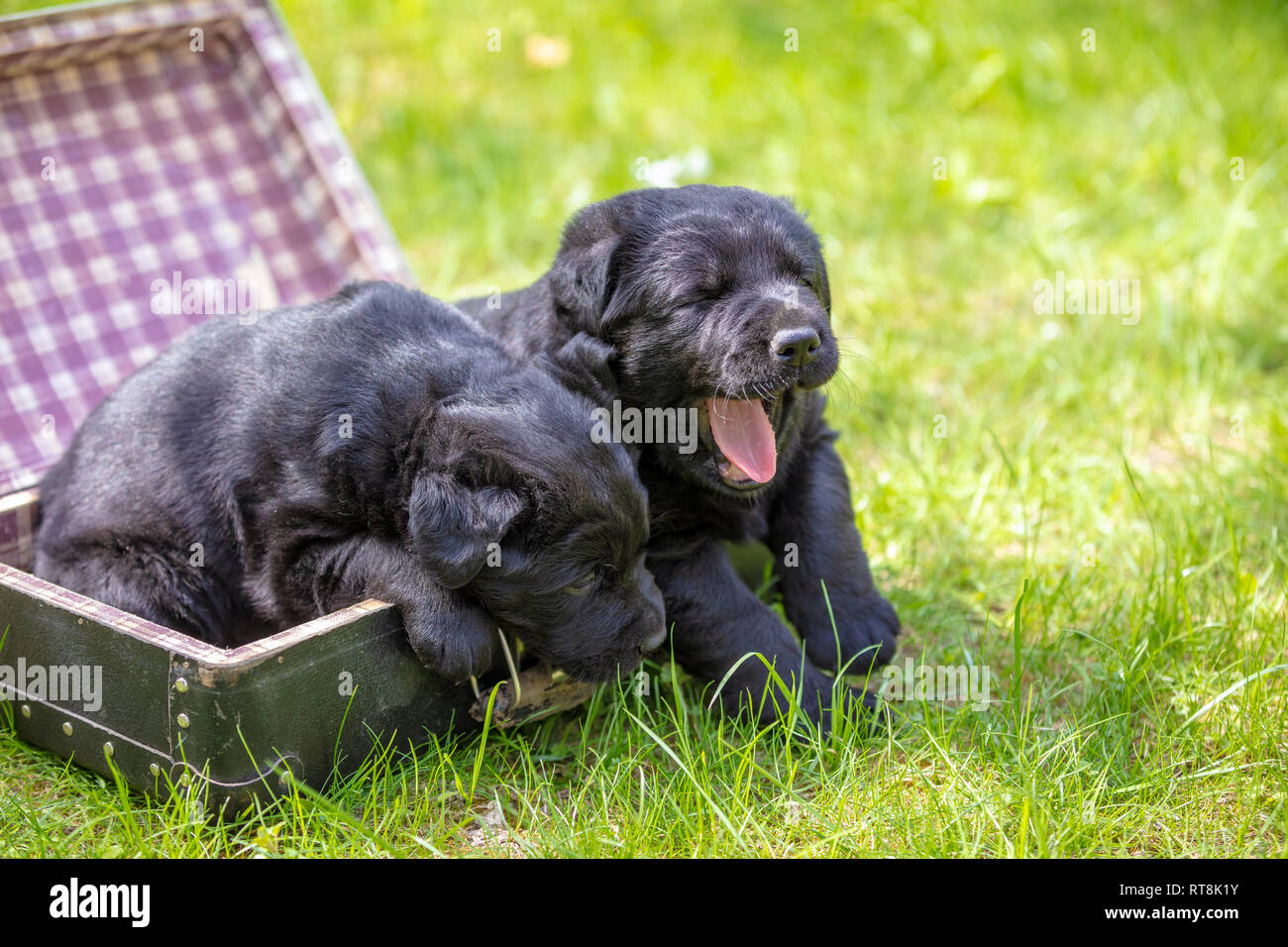 Deux chiots labrador noir s'asseoir dans une valise debout sur l'herbe dans le jardin d'été Banque D'Images