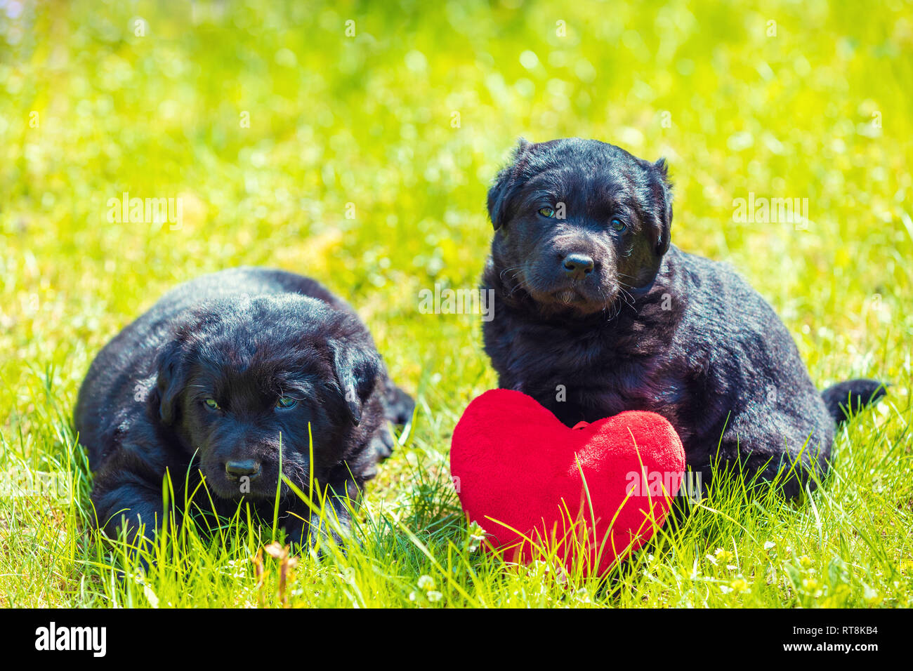 Deux petits chiots labrador retriever avec toy coeur. Les chiens assis dehors sur l'herbe en été Banque D'Images