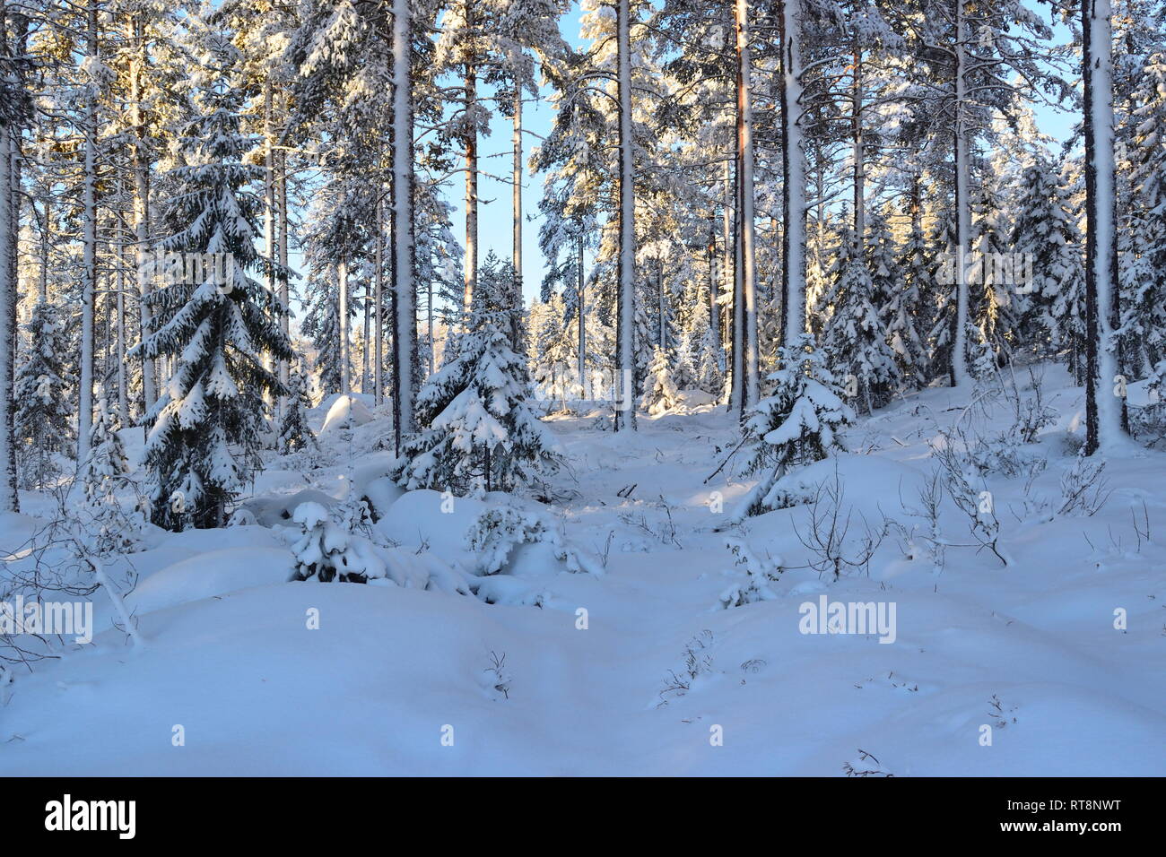 La neige est épaisse couvrant les arbres d'une forêt de résineux sur une froide journée d'hiver ensoleillée. Banque D'Images