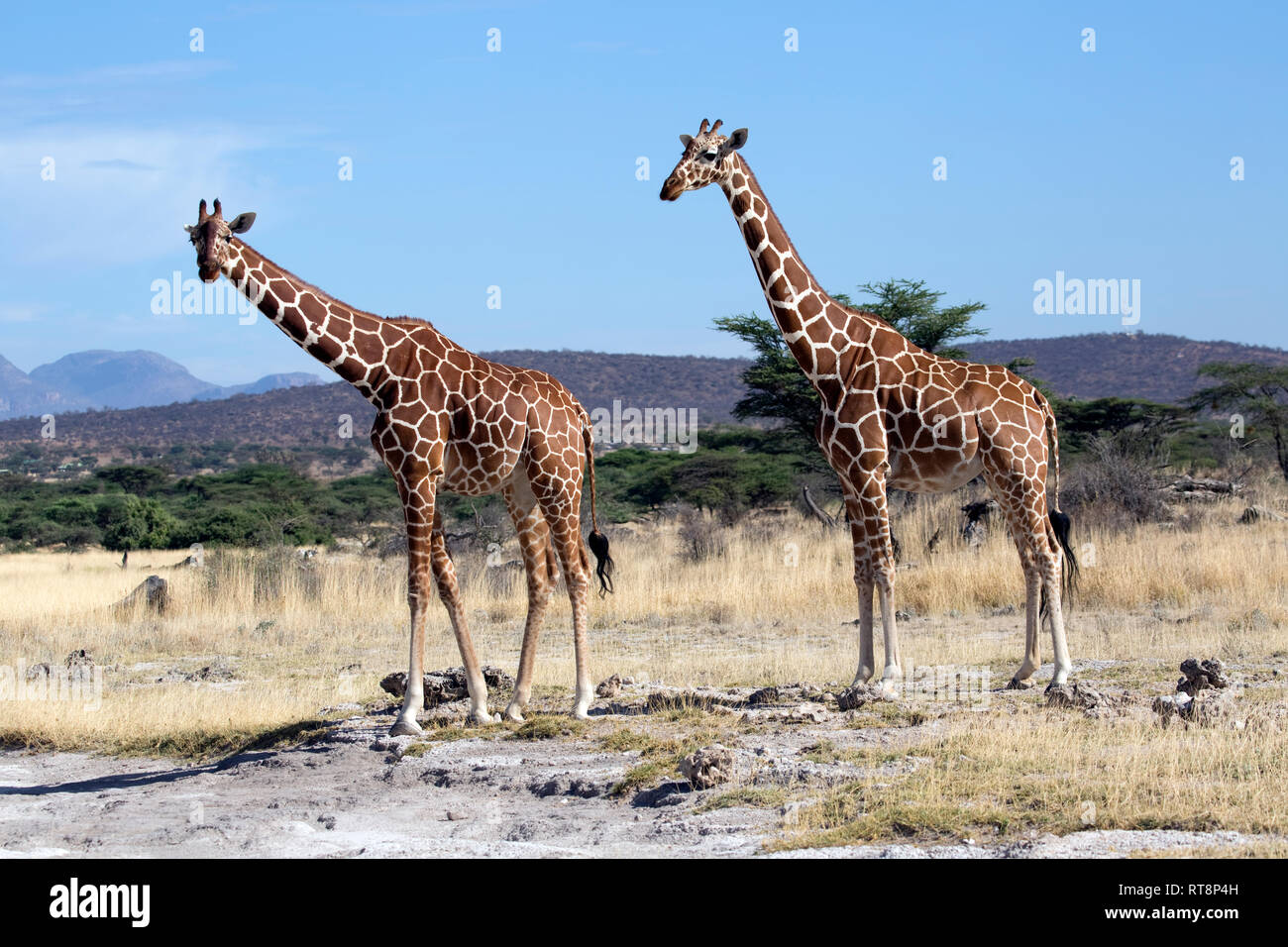 Deux somaliens ou réticulée, girafe Giraffa camelopardalis reticulata, dans des prairies semi-arides, Buffalo Springs National Reserve, Kenya Banque D'Images