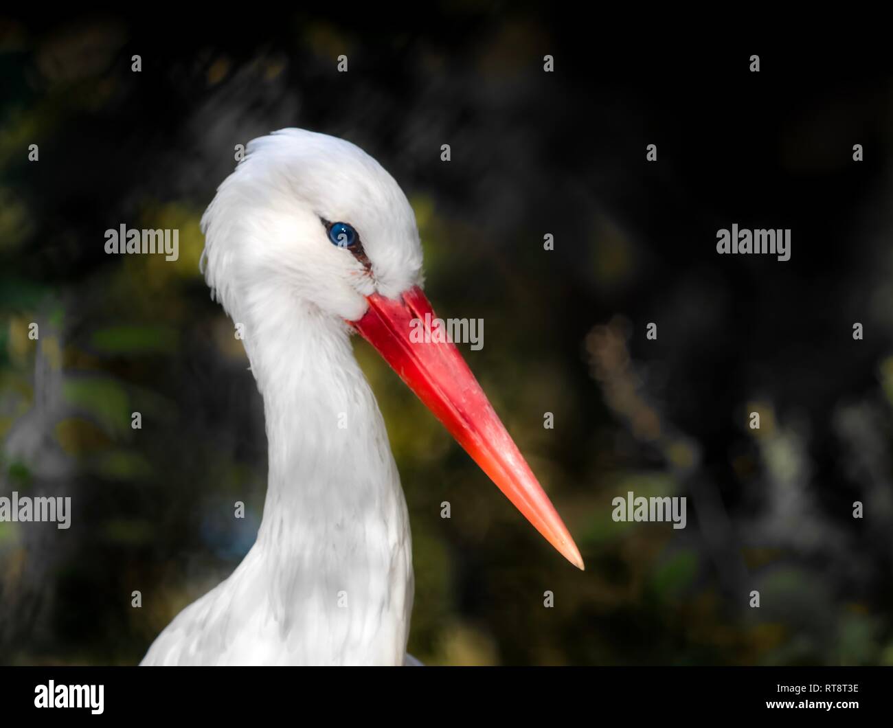 Portrait Stork Avec Bec Rouge Et Bleu Yeux Bebe Naissance Enceinte Photo Stock Alamy