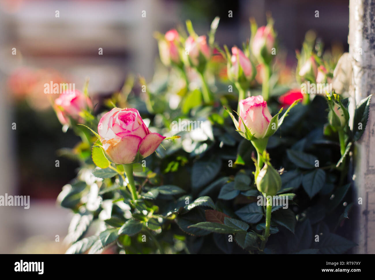 Bouquet de roses de couleur deux Banque D'Images