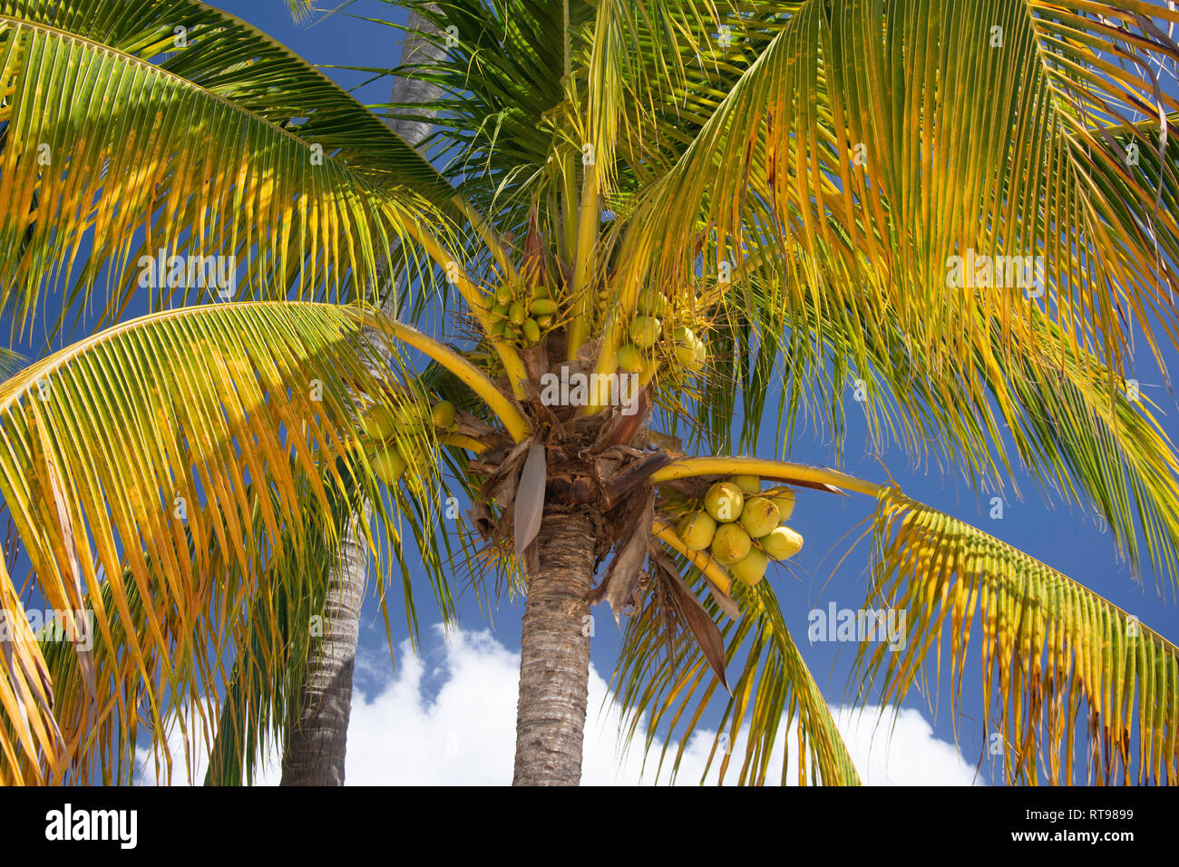 Cocotier (Cocos nucifera), arbres, la baie de Grand'Anse Saint George Parish, Grenade, Lesser Antilles, Caribbean Banque D'Images