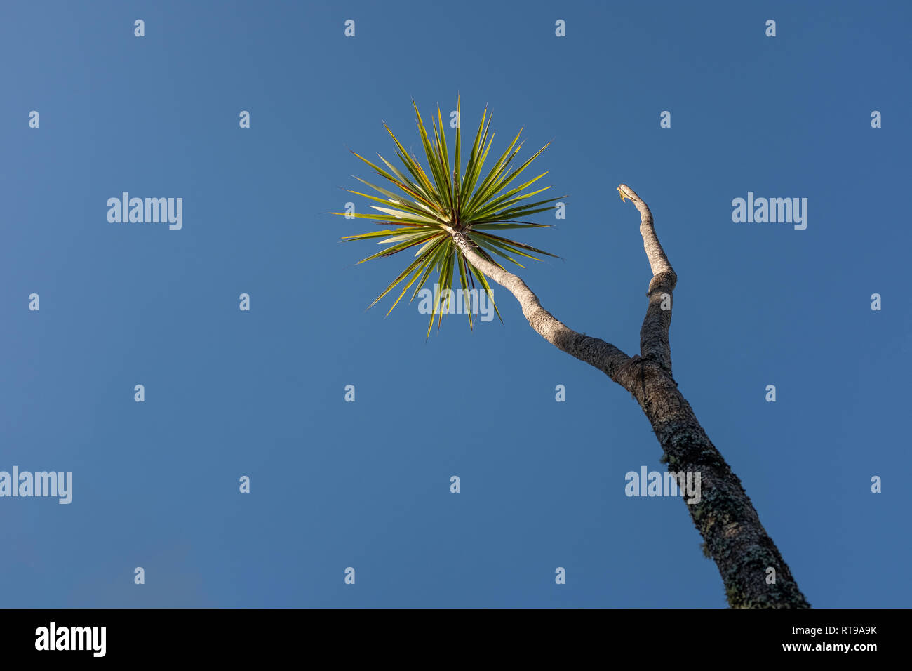 Un seul Chou palmier contre un ciel bleu, vert lumineux feuilles spikey Banque D'Images