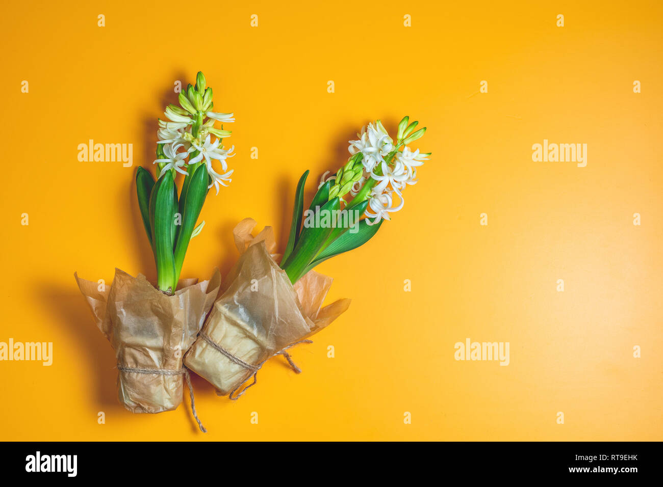 Deux Jacinthes Blanches Sur La Surface Jaune Arriere Plan Le Minimalisme Vue De Dessus L Espace De Copie De Texte Pour Vous Joyeuses Paques Fete Des Meres Anniversaire Mariage Mariage Photo Stock Alamy