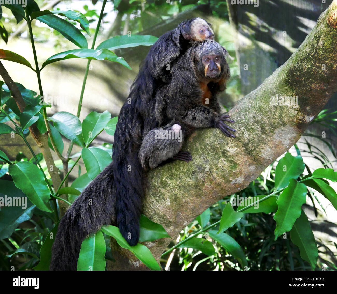 Mere Et Bebe Singes Ouistiti Photo Stock Alamy