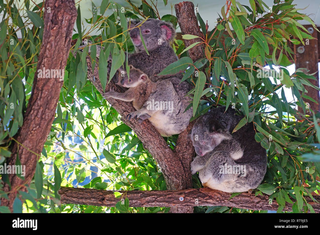 Une Mere Avec Un Bebe Koala Joey Dans La Poche Sur Un Gommier Eucalyptus En Australie Photo Stock Alamy