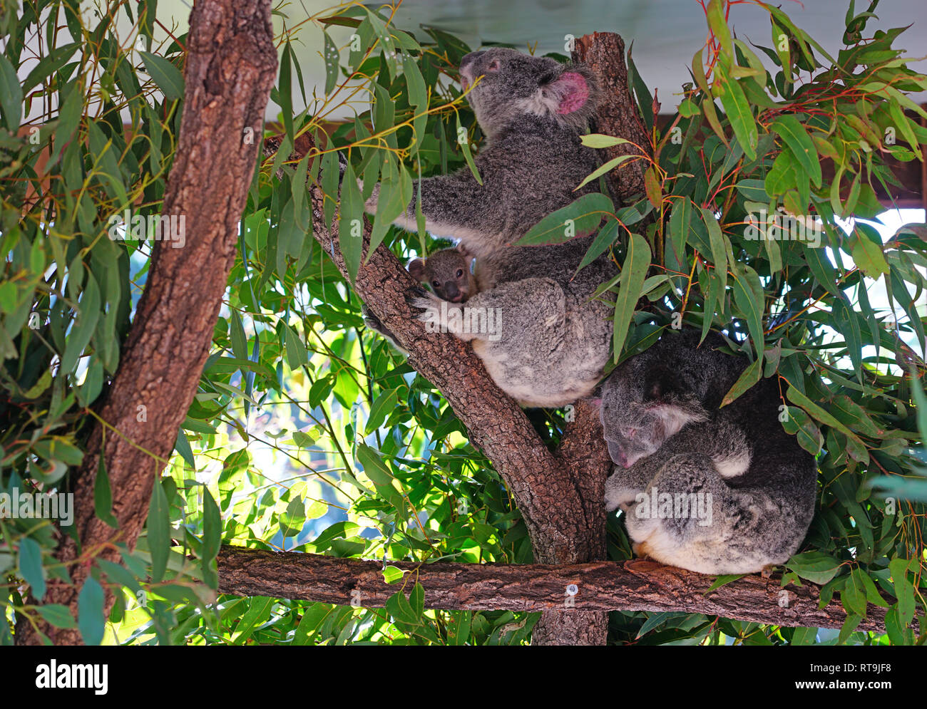 Une Mere Avec Un Bebe Koala Joey Dans La Poche Sur Un Gommier Eucalyptus En Australie Photo Stock Alamy