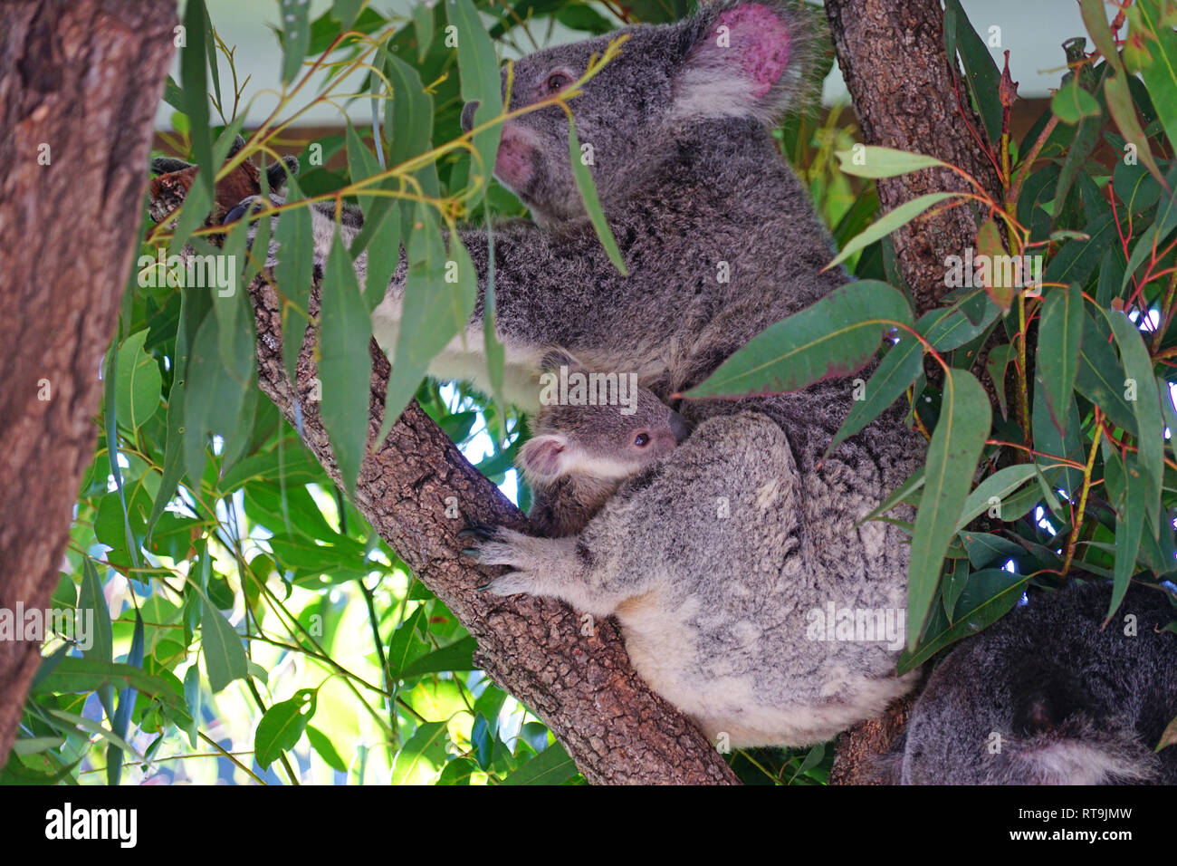 Une Mere Avec Un Bebe Koala Joey Dans La Poche Sur Un Gommier Eucalyptus En Australie Photo Stock Alamy